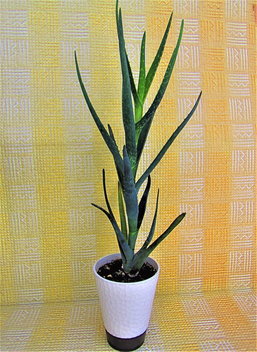 Aloe vera gel — photo 3 of 4