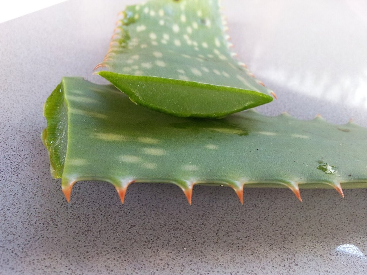 Aloe vera gel — photo 2 of 4
