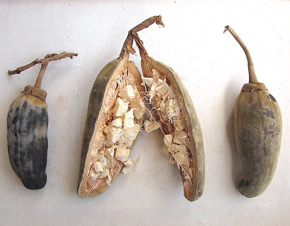 Baobab hair oil — photo 3 of 4