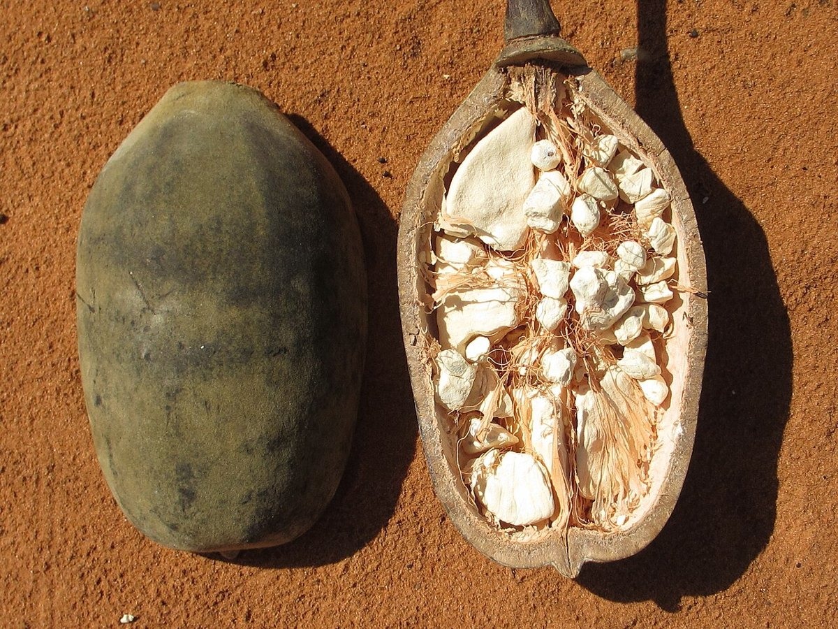 Baobab hair oil — photo 2 of 4