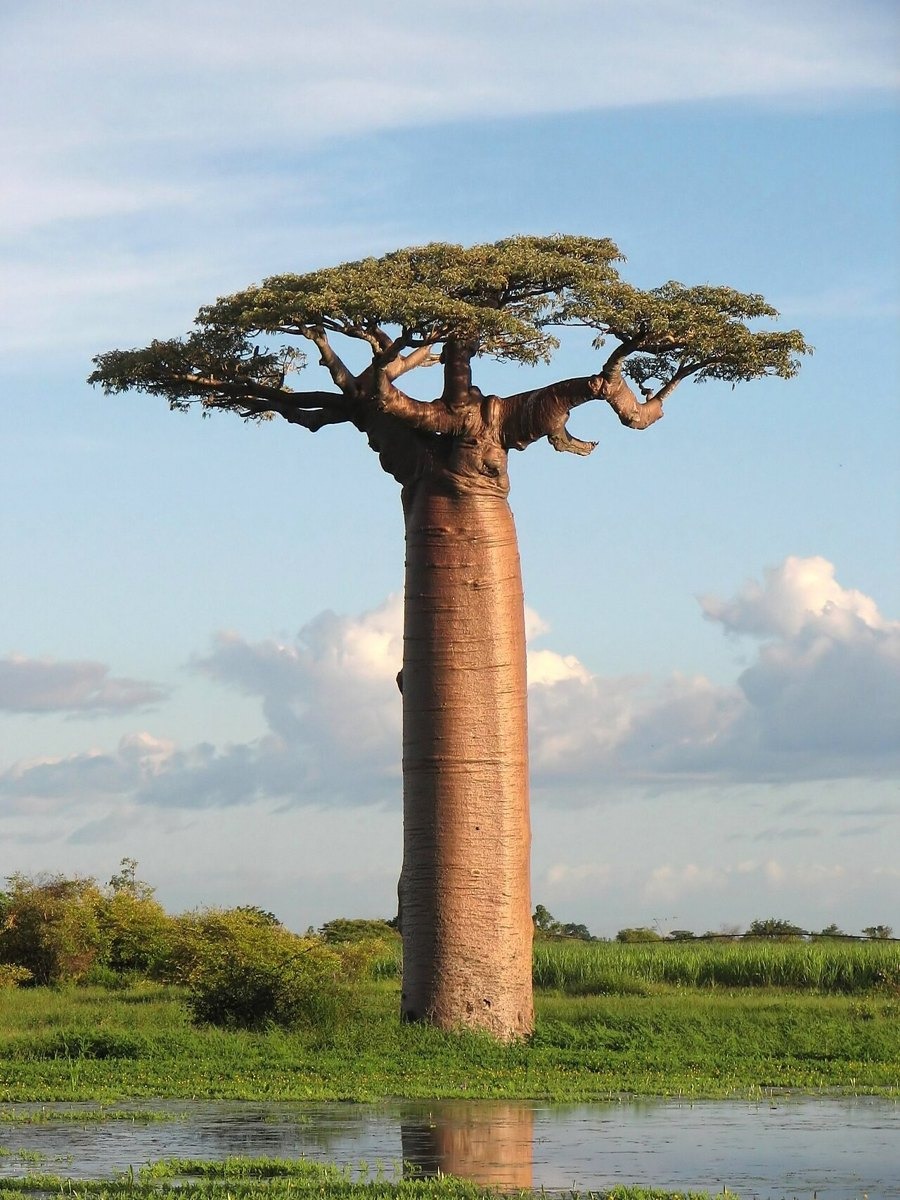 Baobab hair oil — photo 4 of 4