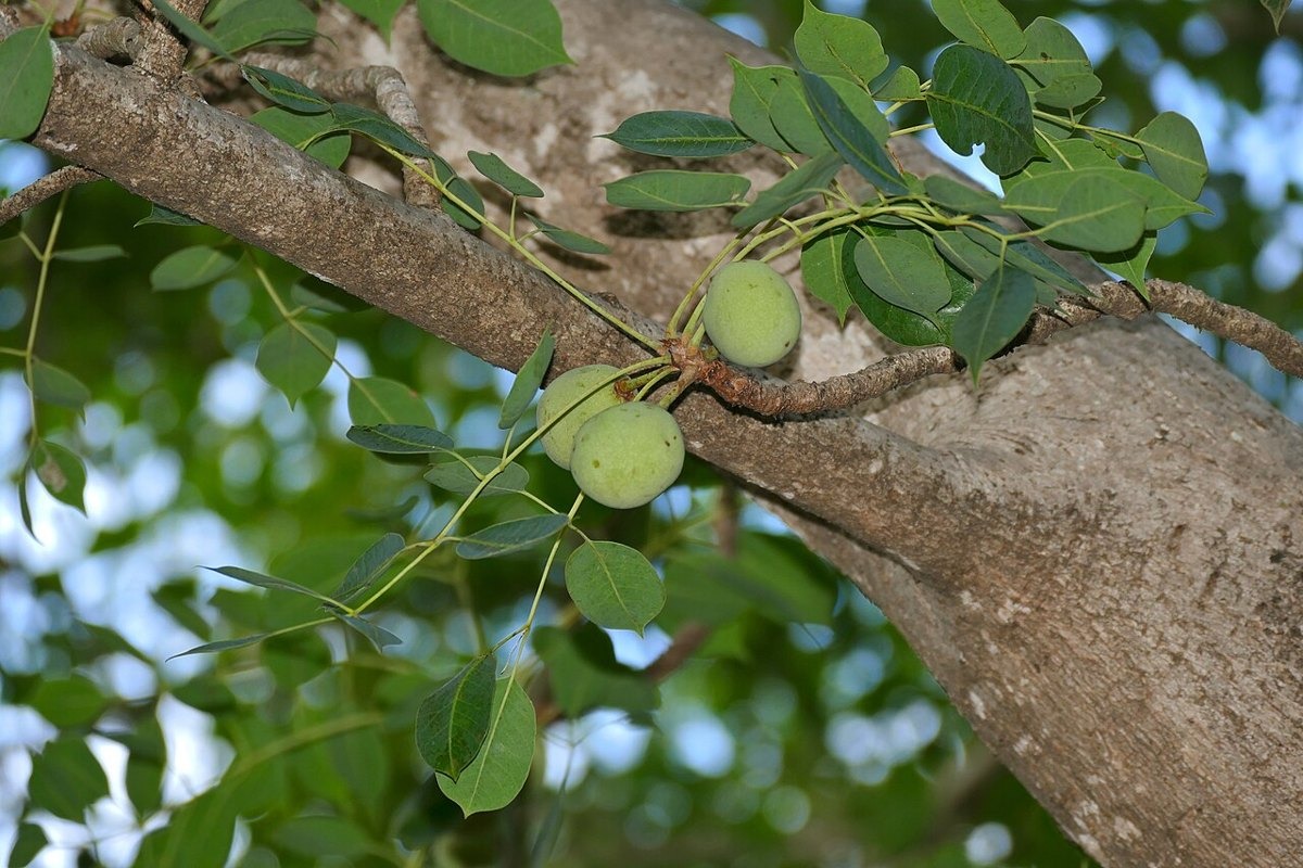 Marula oil bottle — photo 3 of 4
